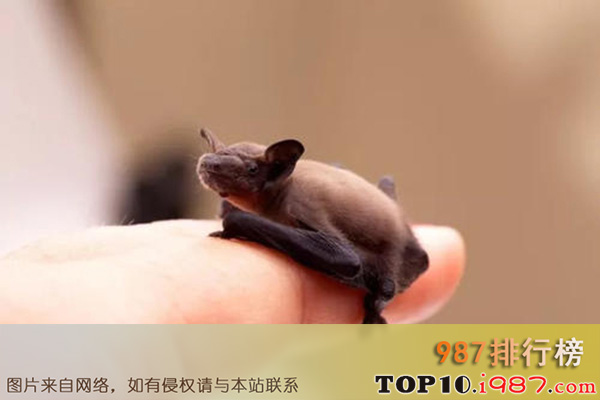 十大世界上最小的哺乳动物之大黄蜂蝙蝠