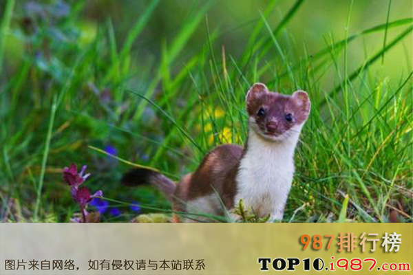 十大世界上最小的哺乳动物之鼬鼠