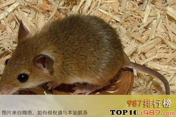 十大世界上最小的哺乳动物之非洲侏儒鼠