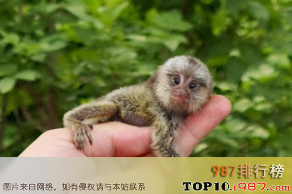 十大世界上最小的哺乳动物之侏儒绒猴