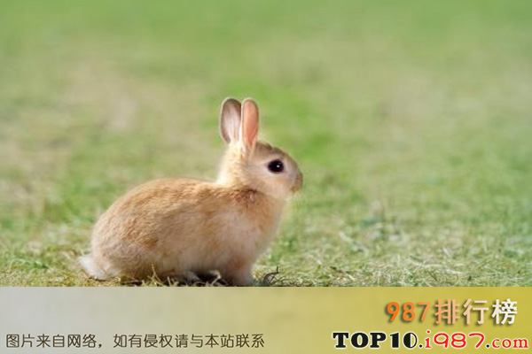 十大世界最受欢迎的兔子品种之荷兰侏儒兔