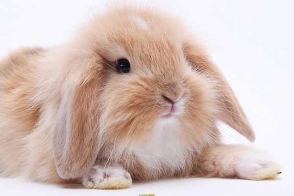 十大世界最受欢迎的兔子品种之迷你垂耳兔