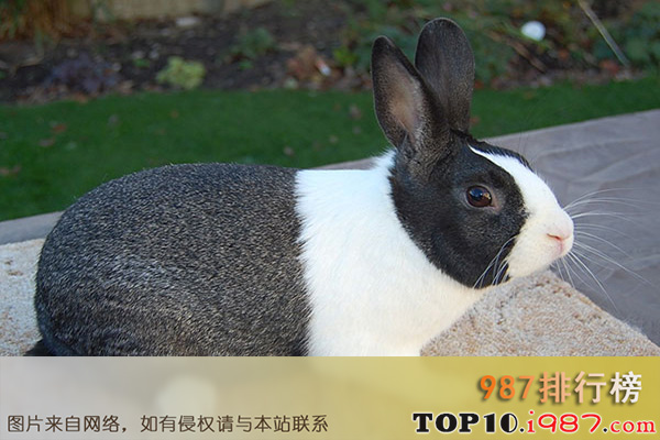 十大世界最受欢迎的兔子品种之荷兰兔