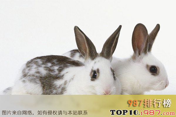 十大世界最受欢迎的兔子品种之英国斑点兔