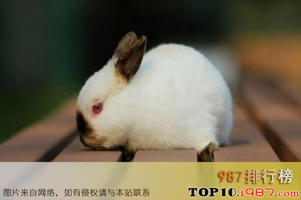 十大世界最受欢迎的兔子品种之喜马拉雅兔
