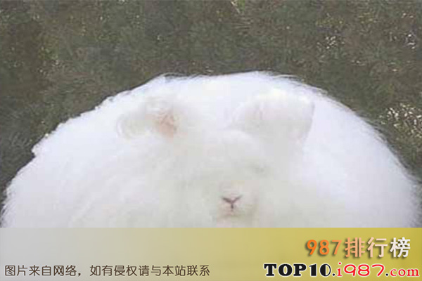 十大世界最受欢迎的兔子品种之安哥拉兔