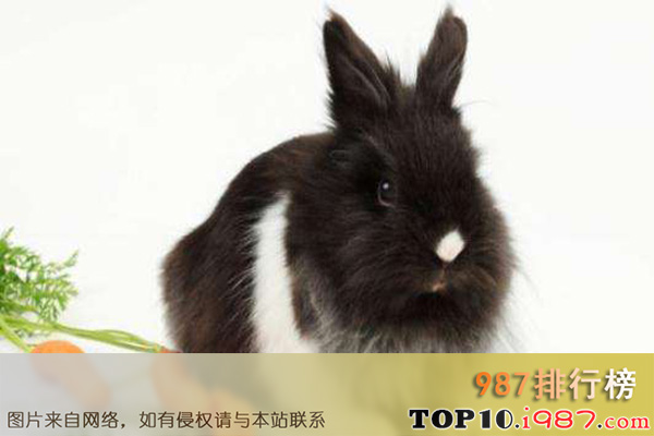 十大世界最受欢迎的兔子品种之狮子兔
