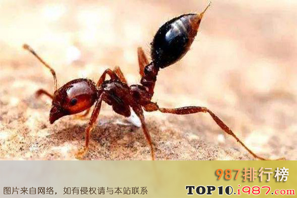 十大世界最毒的毒虫之火红蚁