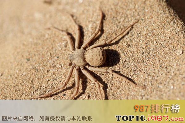 十大世界最毒的毒虫之六眼沙蜘蛛