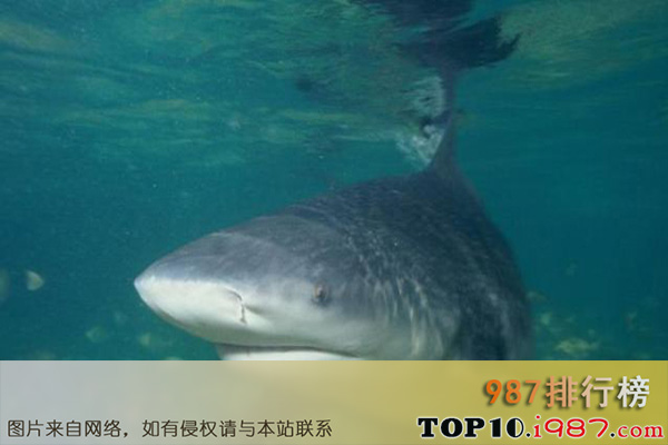 十大世界最大淡水鱼之白真鲨
