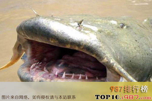 十大世界最大淡水鱼之湄公河巨型鲶鱼