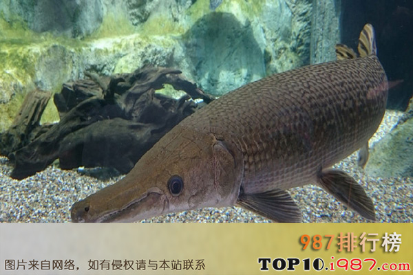 十大世界最大淡水鱼之鳄雀鳝