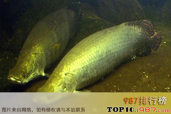 十大世界最大淡水鱼之巨骨舌鱼