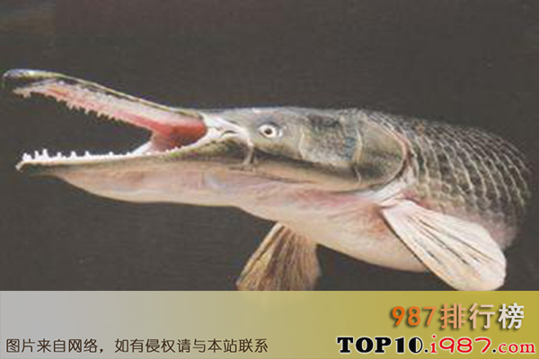 十大世界最大淡水鱼之尼罗河鲈鱼