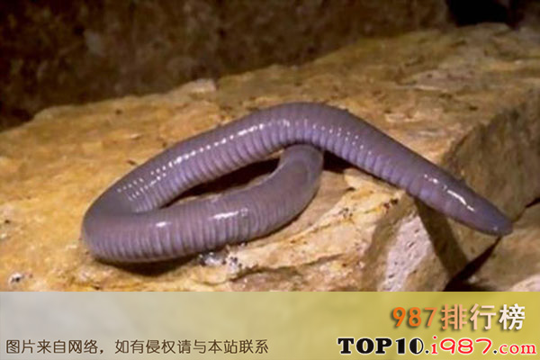 十大世界神奇动物之巨型帕卢斯蚯蚓