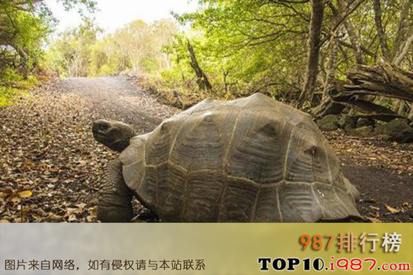 十大世界神奇动物之加拉帕戈斯象龟