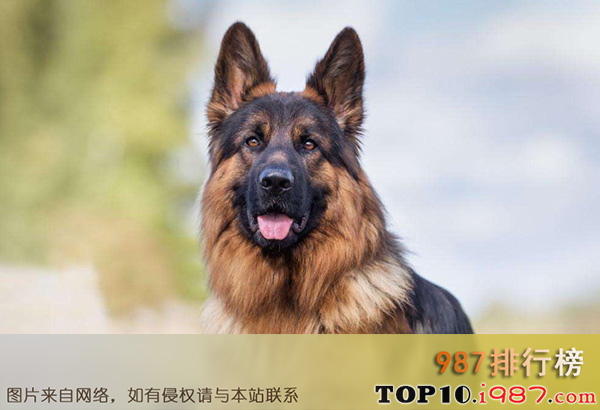 全球十大猎犬排行榜之德国牧羊犬