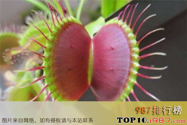 十大有趣植物之捕蝇草
