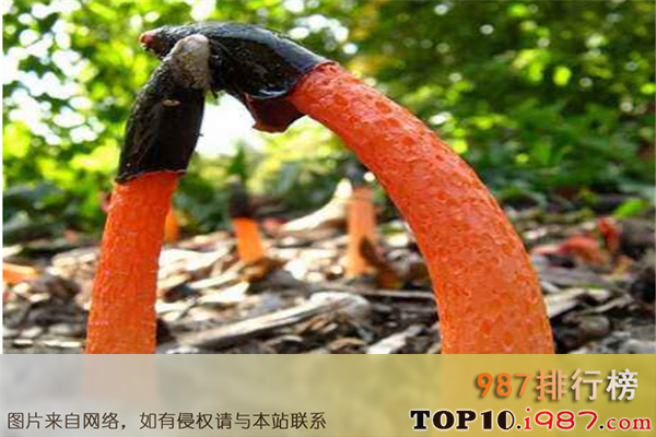 十大最丑的花之蛇头菌