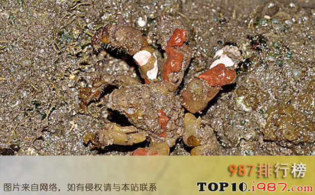 十大世界最毒的螃蟹之钝额曲毛蟹