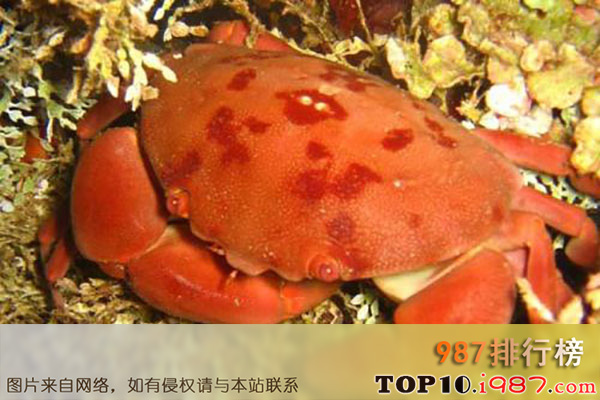 十大世界最毒的螃蟹之蕾近爱洁蟹