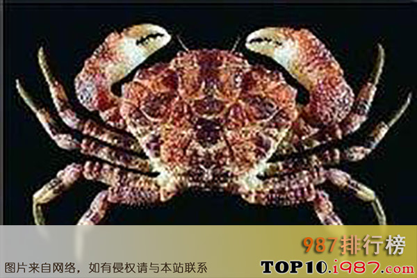 十大世界最毒的螃蟹之雷诺氏鳞斑蟹