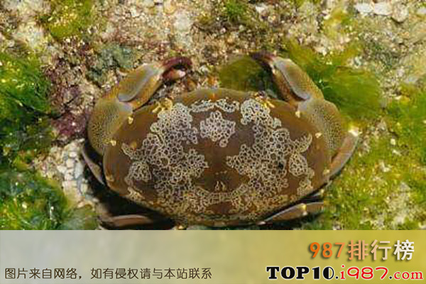 十大世界最毒的螃蟹之花纹爱洁蟹