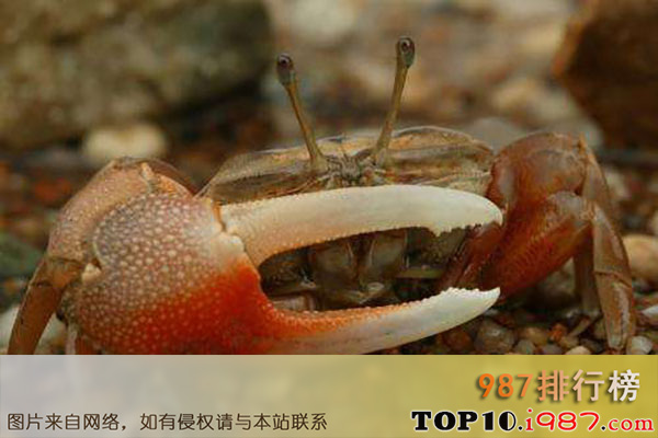十大世界最毒的螃蟹之招潮蟹