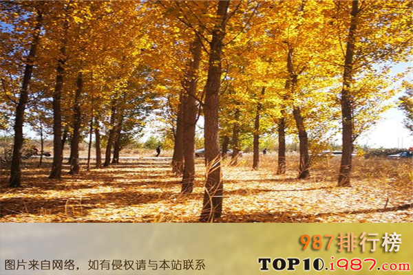 十大沧州风景名胜之沧州小树林景点