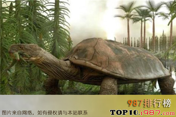 十大巨兽之碳龟