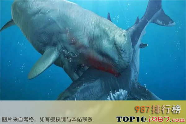 十大巨兽之梅尔维尔鲸