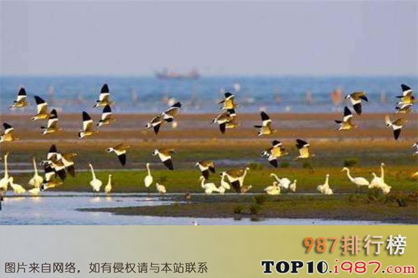 十大秦皇岛北戴河最好玩的景点之北戴河观鸟地
