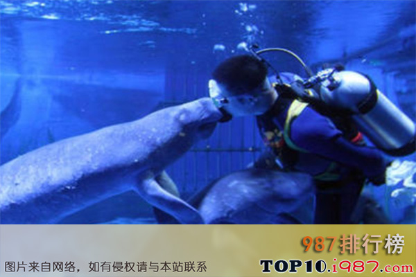 十大烟台最好玩的景点之海昌鲸鲨馆