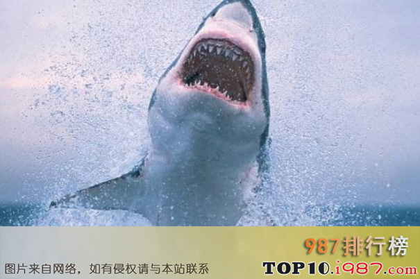十大史上高分惊悚电影之深海狂鲨