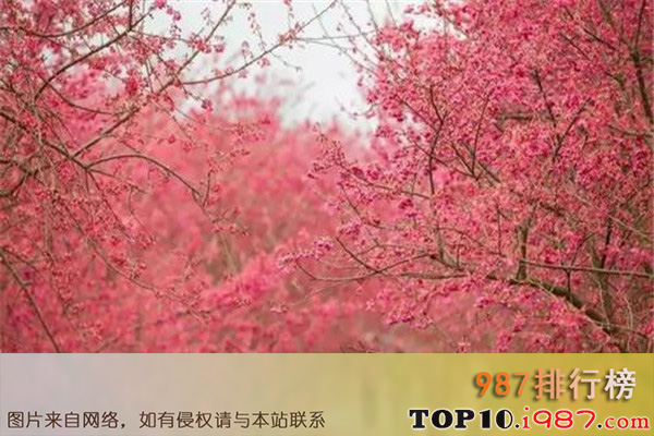 十大郴州风景名胜之桂阳樱花园