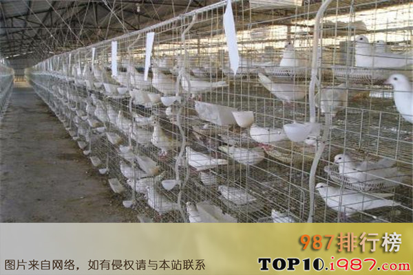 十大成本低的暴利养殖之肉鸽养殖