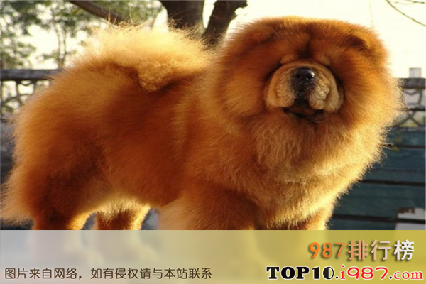 十大最忠实的狗之松狮犬
