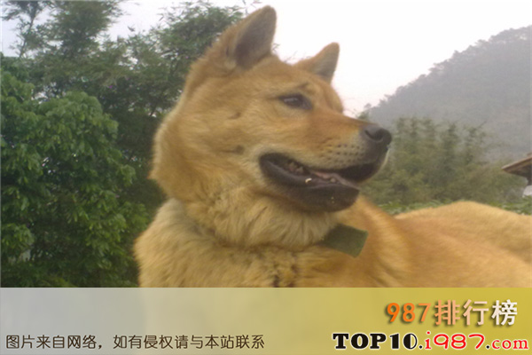 十大最忠实的狗排名之中华田园犬