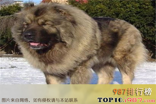 十大世界凶犬之俄罗斯高加索
