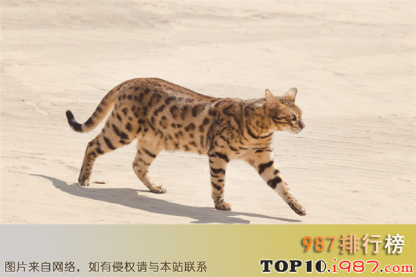 十大最贵名猫之热带草原猫