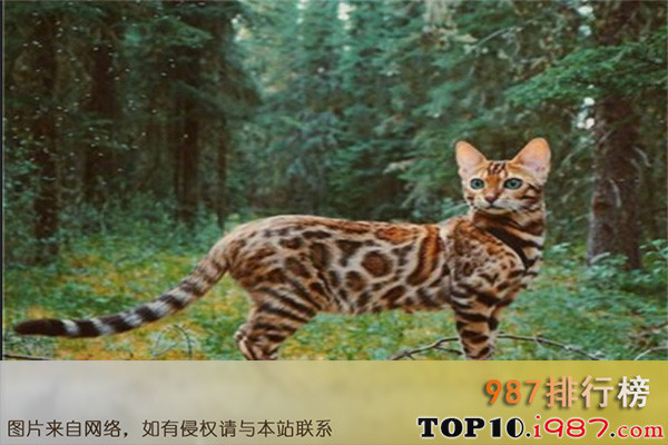 十大最贵名猫之孟加拉豹猫