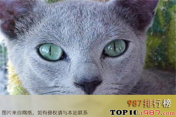 十大最贵名猫之俄罗斯蓝猫