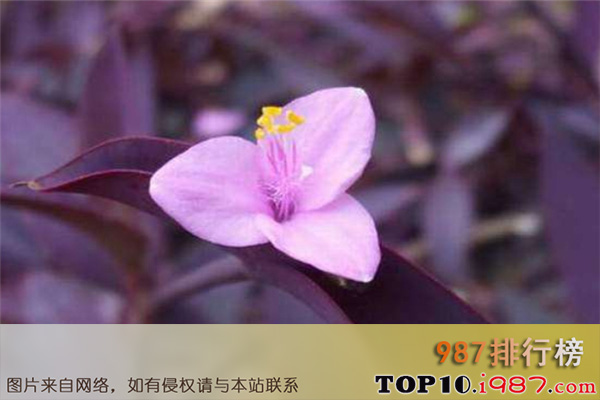 十大养不死的花之紫鸭跖草