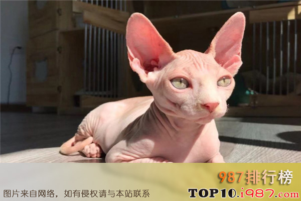 十大最温柔的猫之加拿大无毛猫