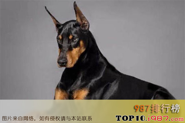 十大最通人性的犬之杜宾犬