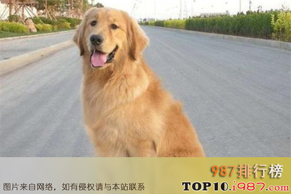 十大最通人性的犬之金毛
