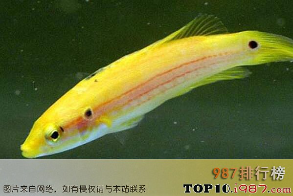 十大世界最贵的海鱼之 金背狐