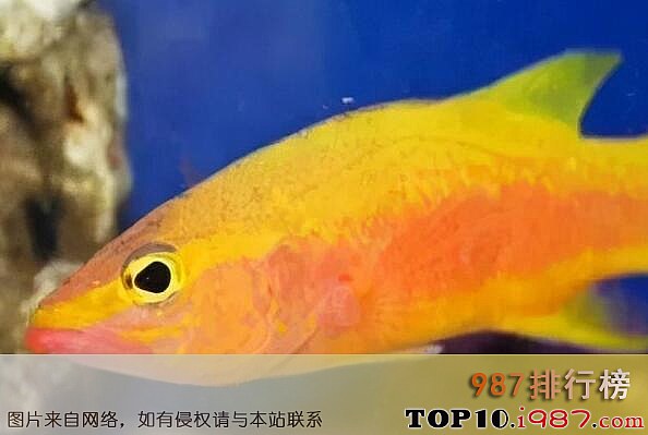 十大世界最贵的海鱼之 刀锋鳍士