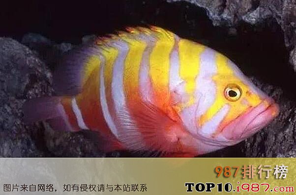 十大世界最贵的海鱼之 海王星石斑