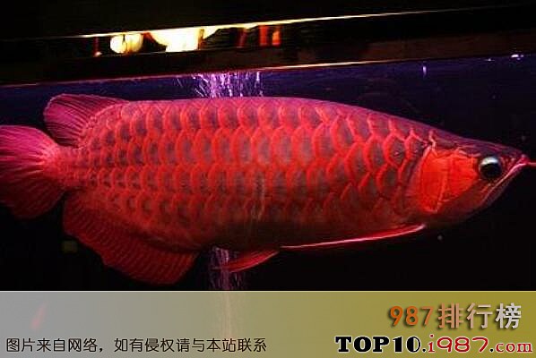 十大世界最贵观赏鱼之血红龙